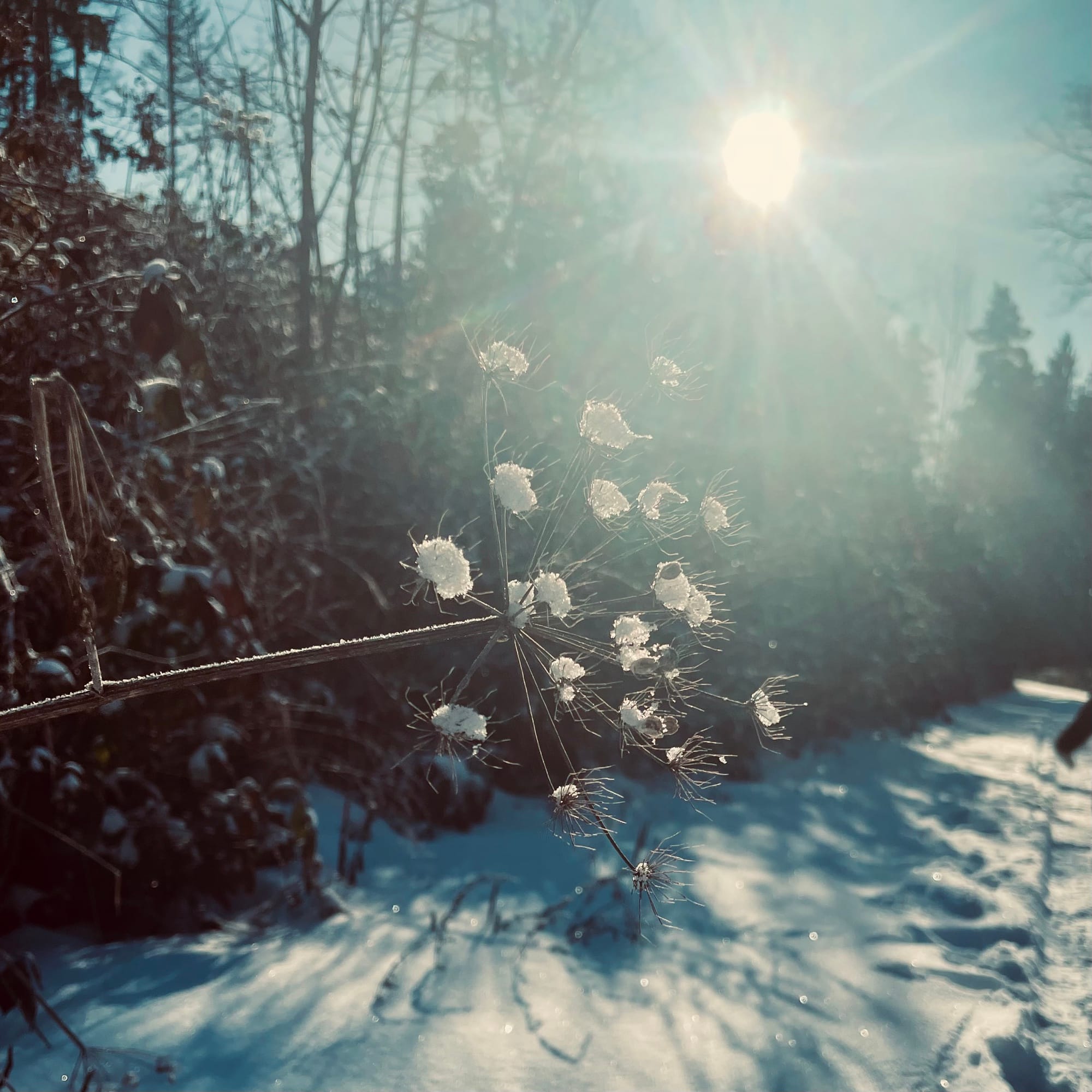Etwas farnähnliches leuchtet in Mitten von Sonnenstrahlen im Winterschnee