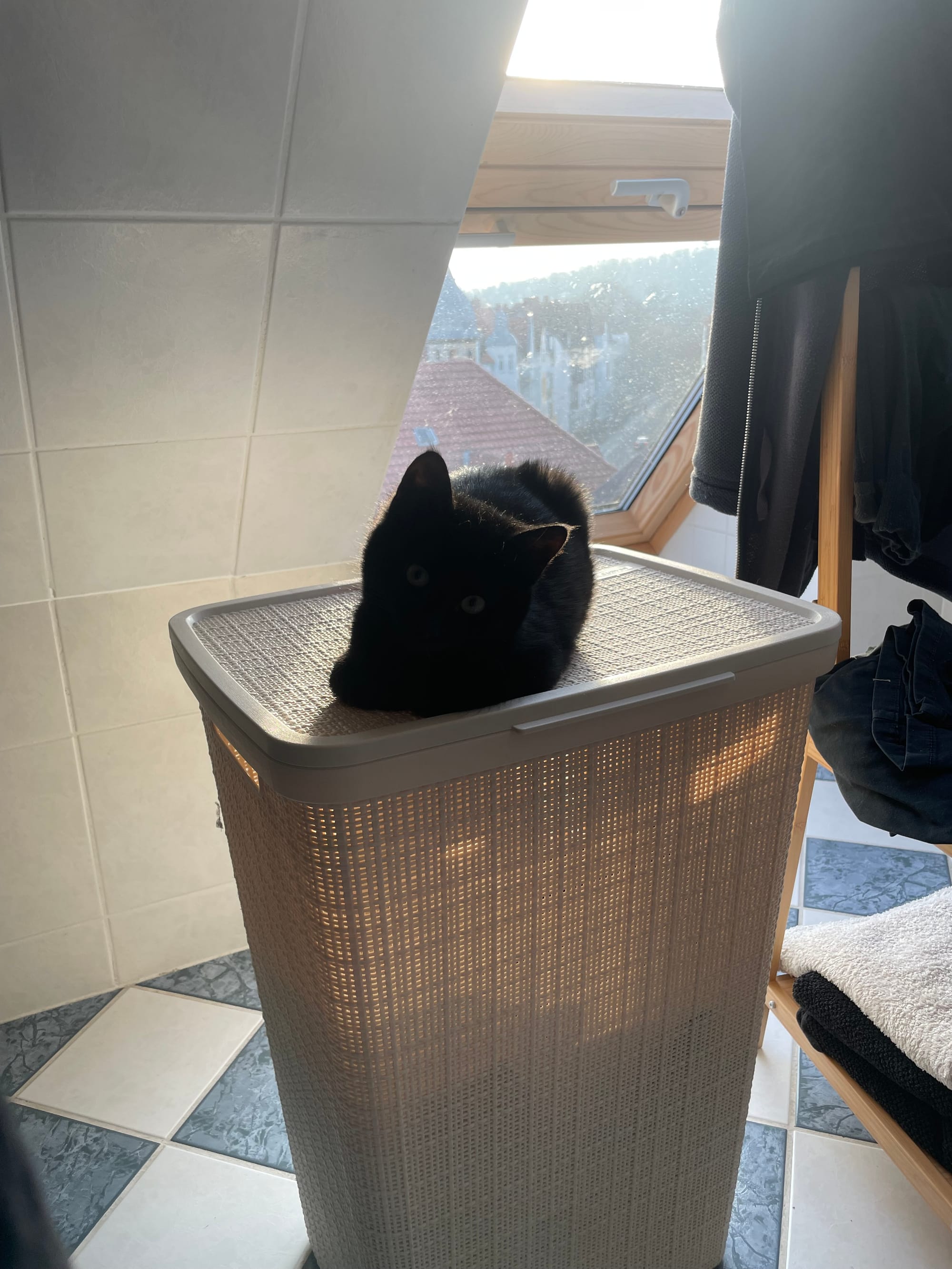 Lakritz liegt auf dem Wäschekorb, die Sonne scheint darauf.