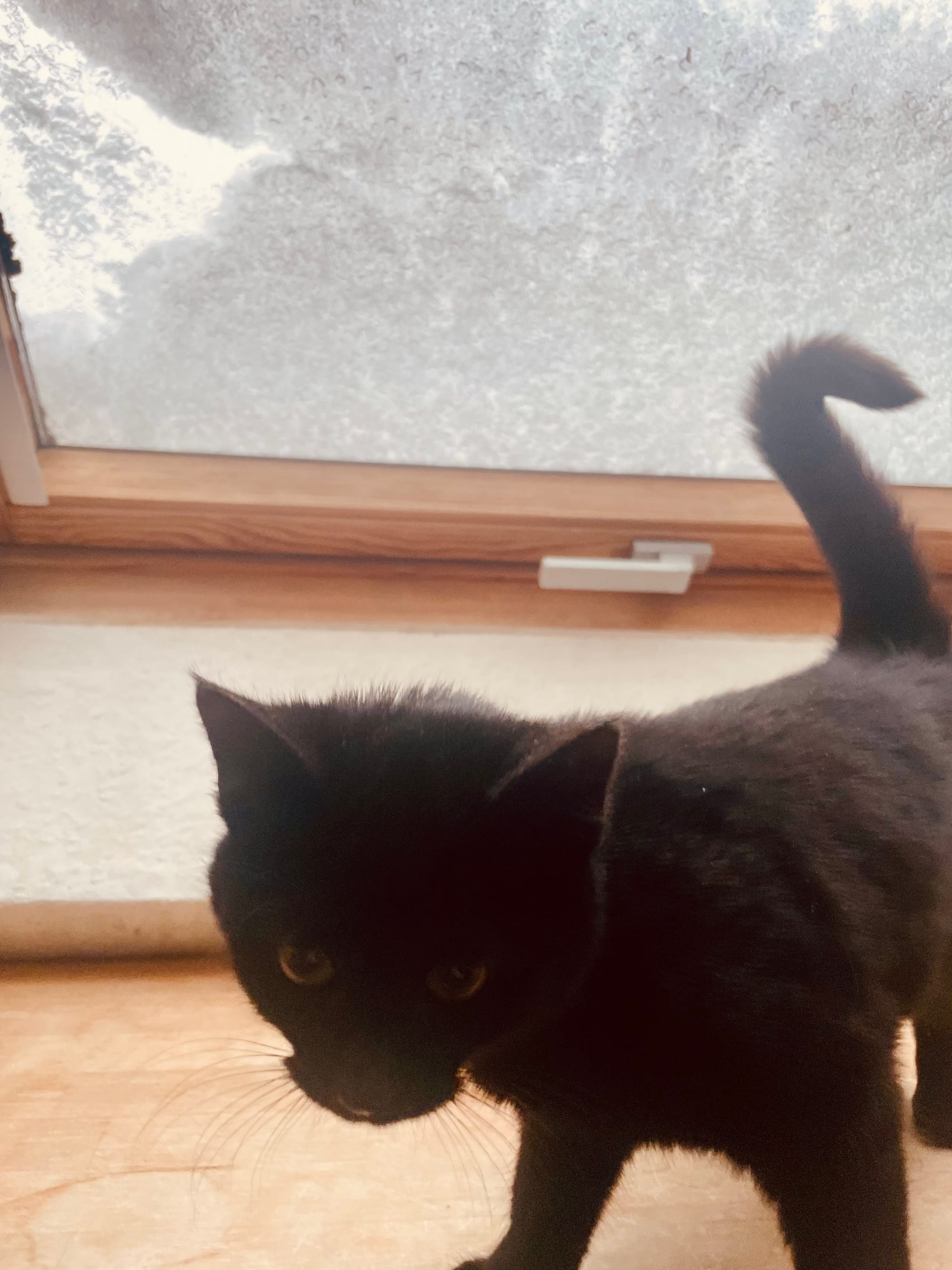 Schnee-Lakritz am Schrägfenster, im Hintergrund liegt Schnee auf der Scheibe