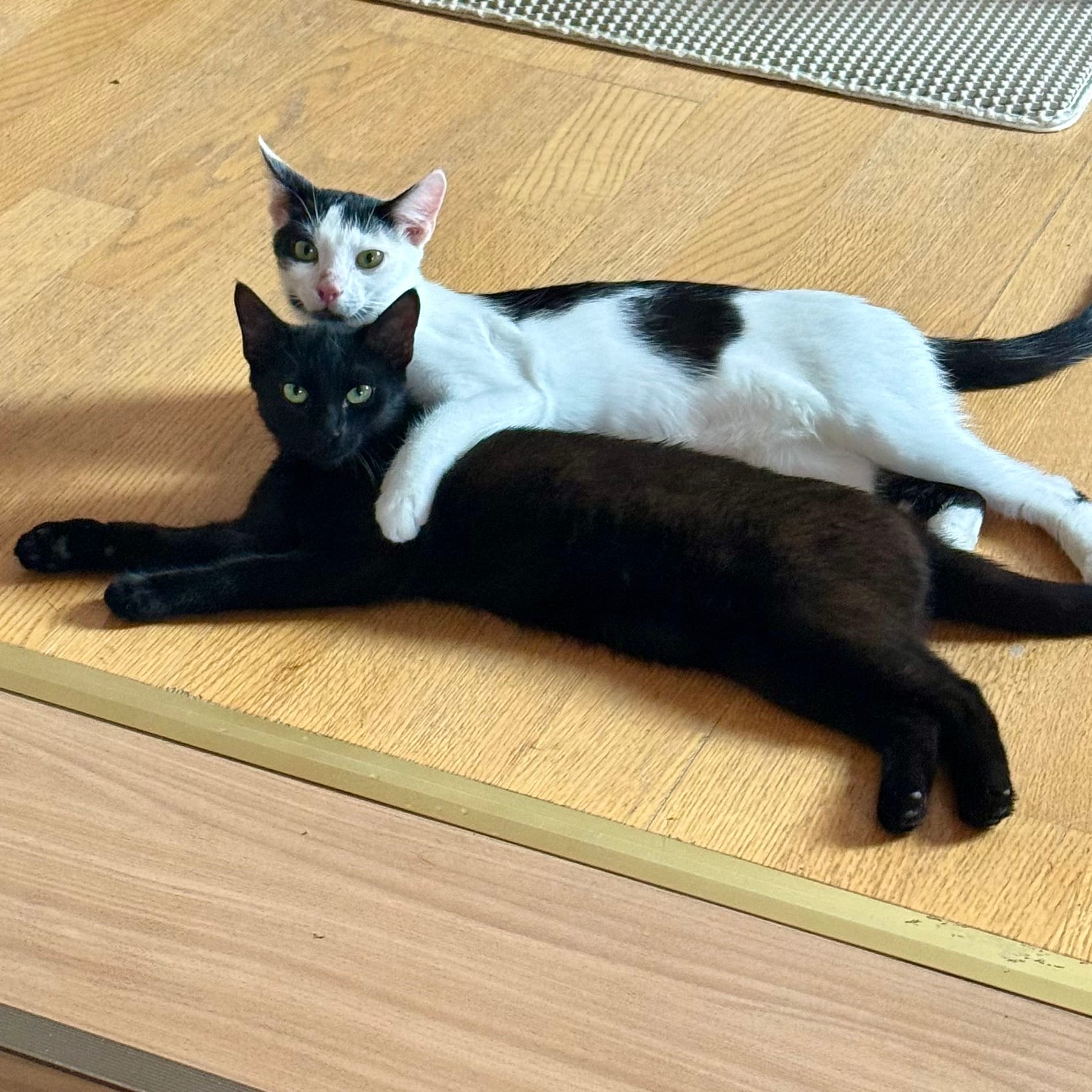 Eine schwarze und eine schwarz-weiße Katze liegen auf dem Laminar, die schwarzweiße Katze hat ihren Arm freundschaftlich auf die Schwarze gelegt.