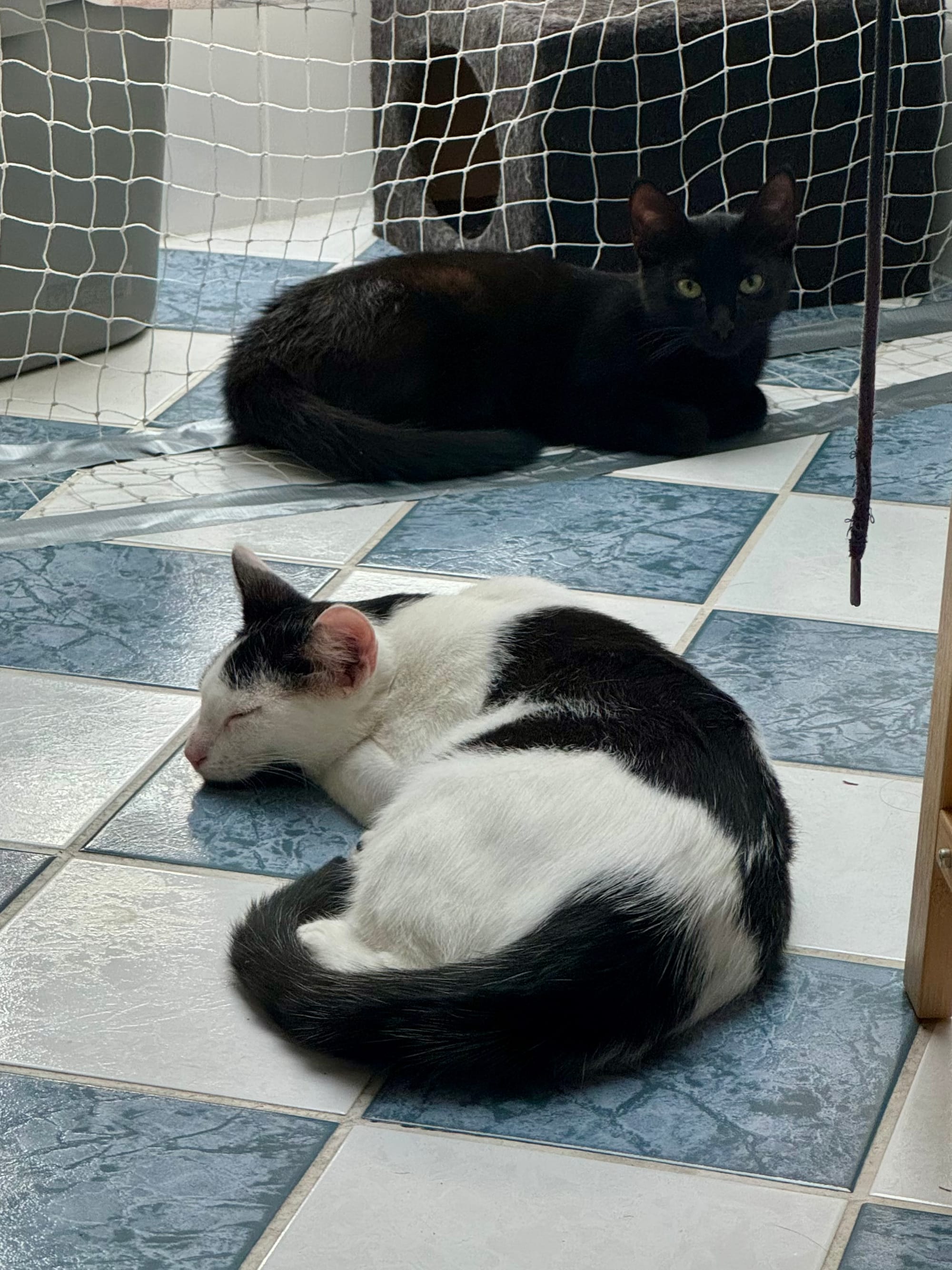 Die beiden Katzen liegen auf den Fliesen, im Hintergrund sieht man das von mir gespannte Katzenschutz-Netz