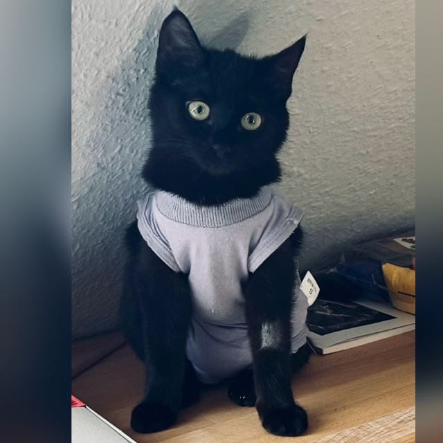 Lakritz trägt einen fliederfarbenen Katzenbody und guckt in die Kamera