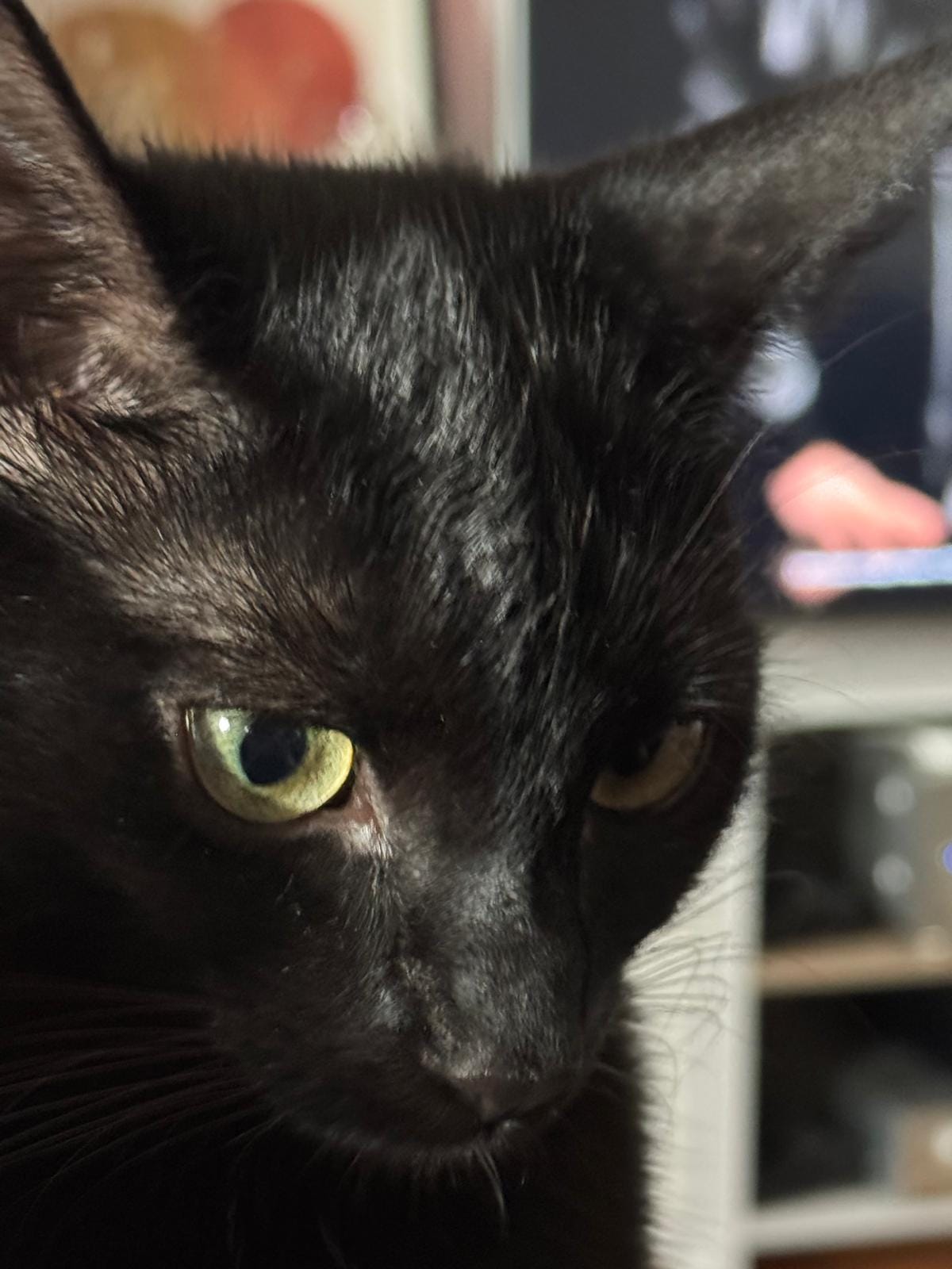 Totale von Lakritz der Katz, man sieht ihr Auge leuchten.