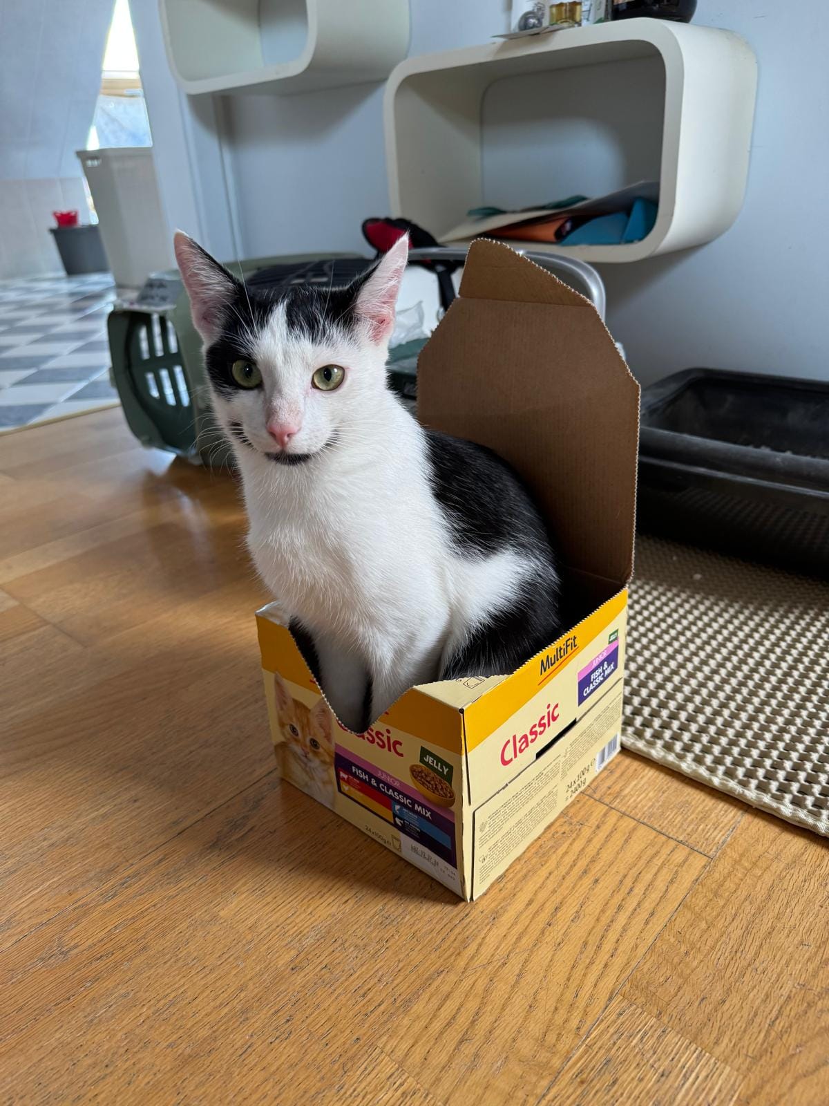 Pino der Kater sitzt in einem Multifit Karton in welchem bisher Katzenfutter verweilte.