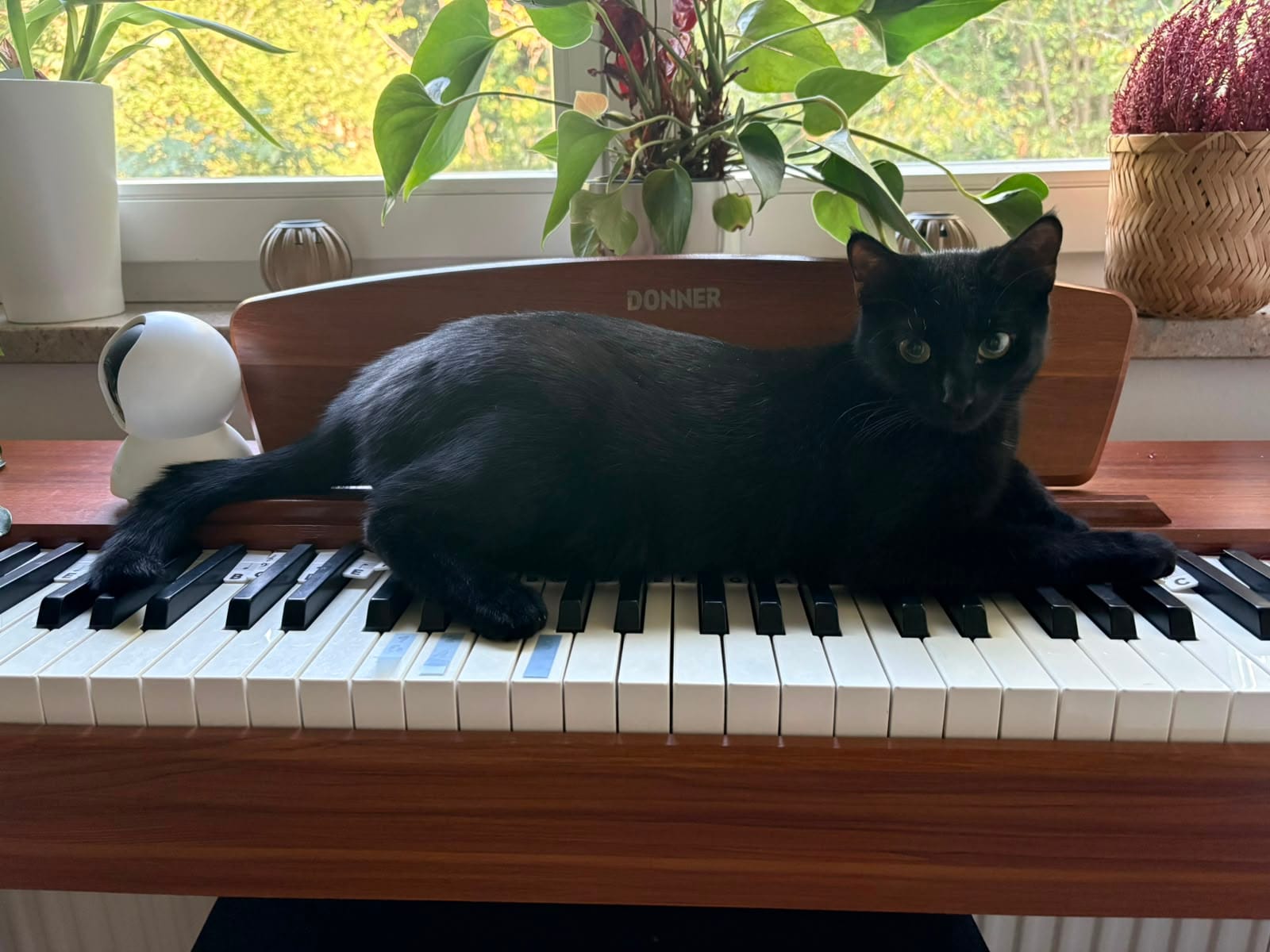 Lakritz die Katze liegt auf einem E Piano.