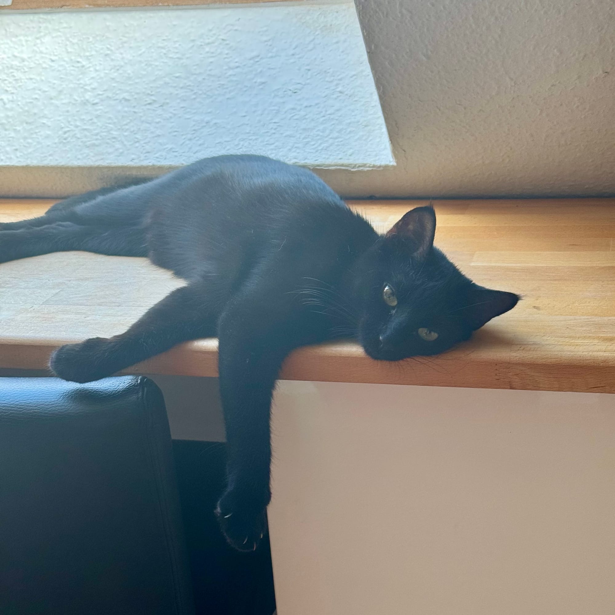 Die schwarze Katze liegt auf einem Stück Holzbrett und schaut zum Fotografen.