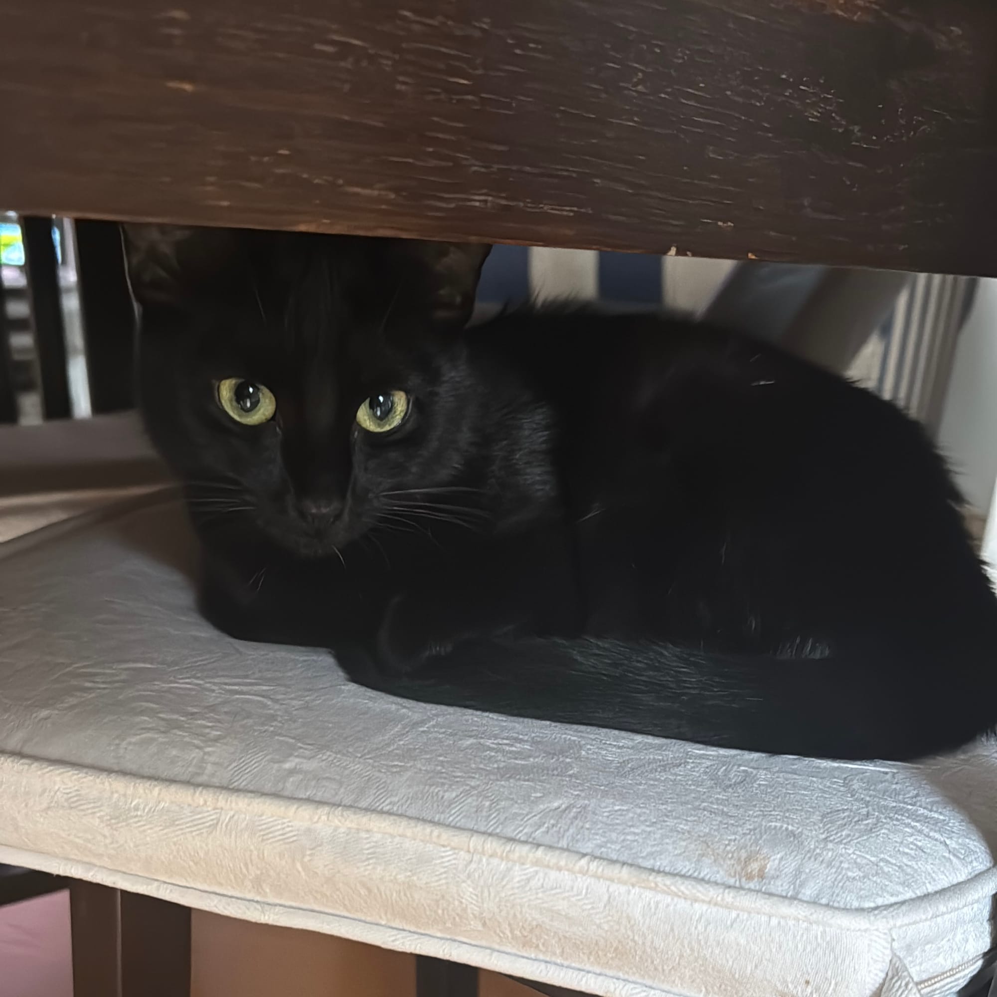 Lakritz die Katze liegt zusammen gekuschelt auf einem Stuhl
