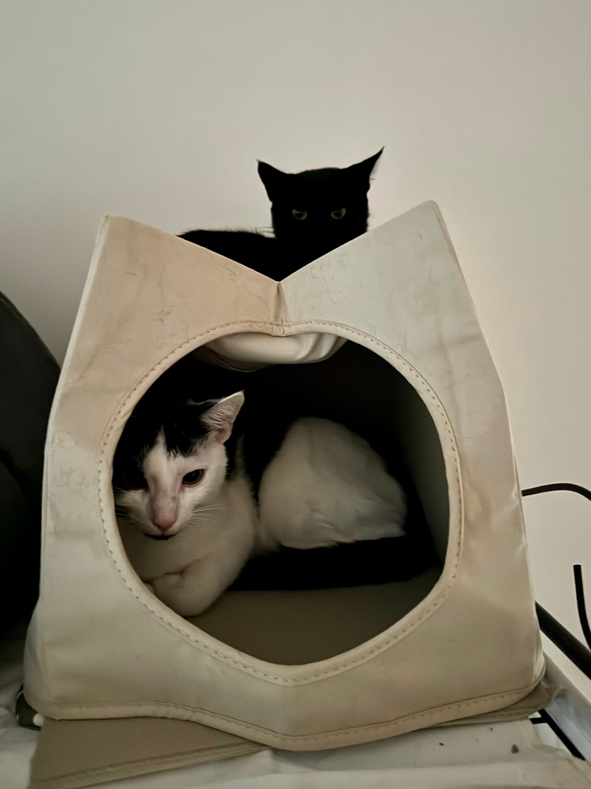 Eine Box steht auf einem Schrank, darin sitzt eine Katze. Auf der Box sitzt die andere Katze. 