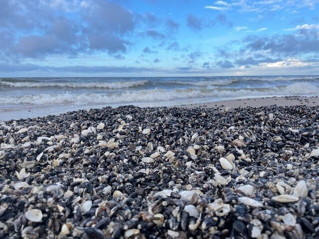 Steine und Muscheln am Strand, die Wellen weben