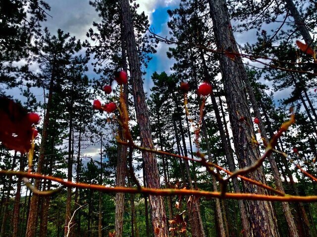 In einem Wald, der Himmel ist blau mit Wolken, hängen rote Beeren an einem Strauch.