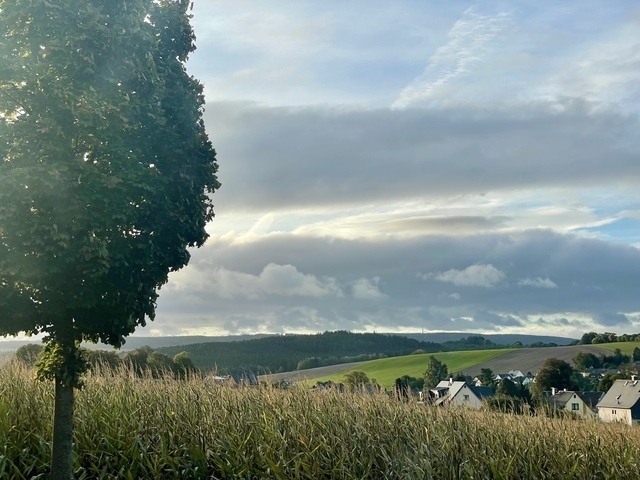 Eine Landschaft am Morgen, links ein Baum und der Himmel ist grau. Felder und ländliches Idyll.