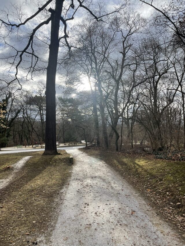 Ein Park, die Sonne fällt durch karges Baumwerk
