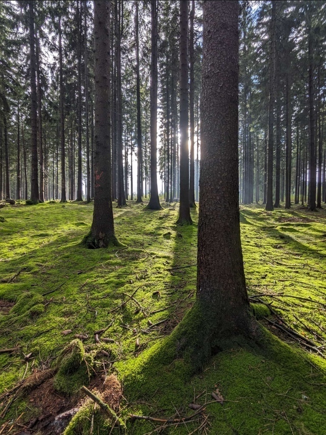 Im Erzgebirge leuchtet die Sonne über den grünen Moosboden, in Mitten der Bäume.