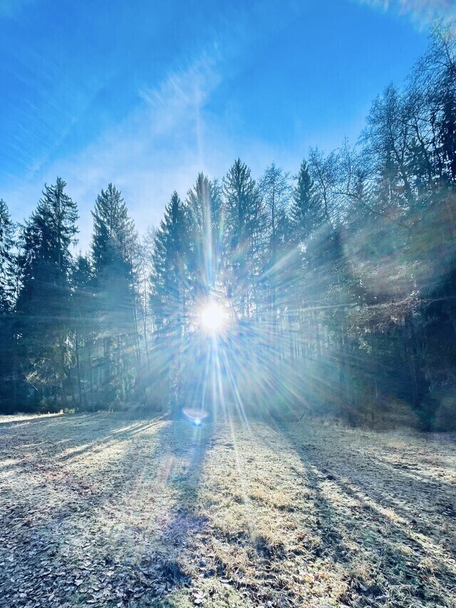 Die Sonne scheint durch ein Stück Thüringer Wald, alles ist gefroren.