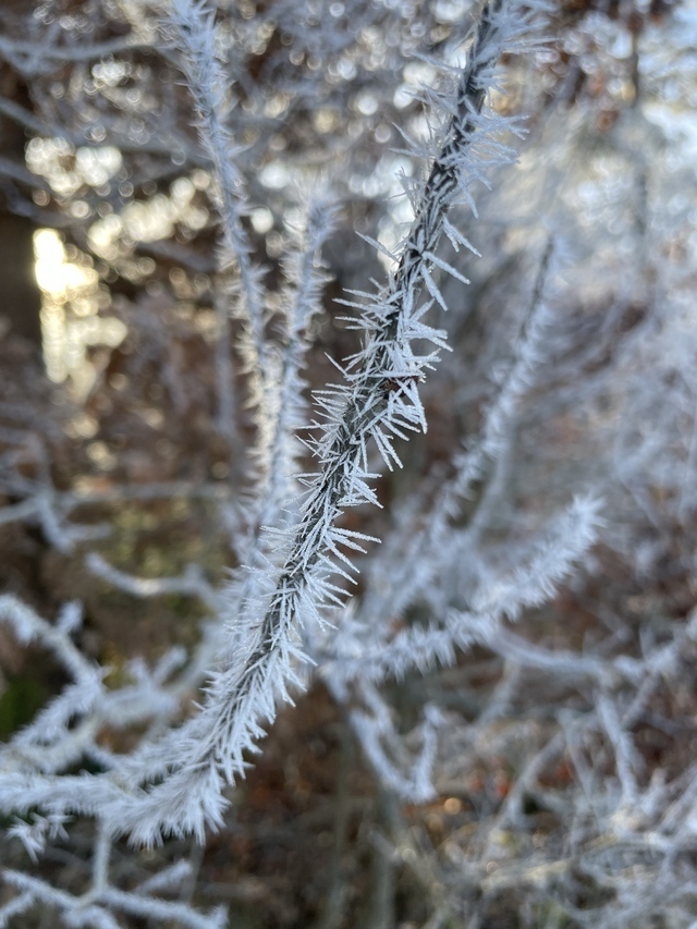 Buschzweige mit Schnee Kristallen