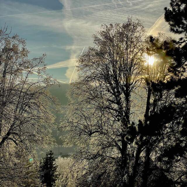 Die Sonne blinzelt durch Bäume und gefrorenes Blattwerk und Zweige, es sind -7° und das sieht man dem Bild auch an, alles ist Eis