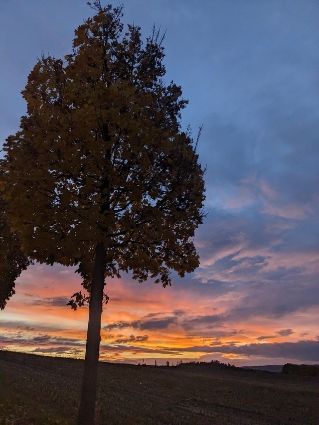 Sonnenuntergang und Abendrot, im Vordergrund ein Baum